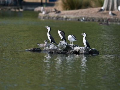 Pied Shags _2055964.jpg