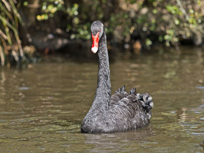 Black Swan _2055820.jpg