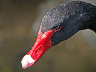Black Swan _2055832.jpg