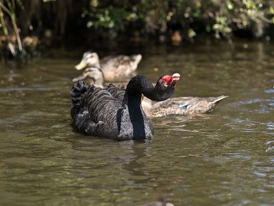 Black Swan honking _2055814.jpg