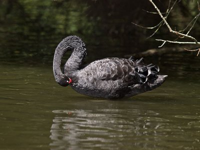 Black Swan preening _2055861.jpg