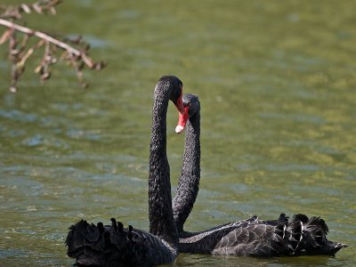 Black Swans _2055860.jpg