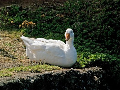 male Feral Goose _2055870.jpg