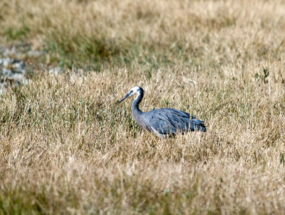 White-faced Heron _2065937.jpg