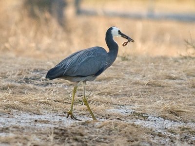 White-faced Heron with snack _2066030.jpg