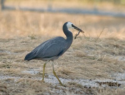 White-faced Heron with snack _2066031.jpg