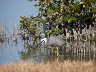 White-faced Heron with catch _2076211.jpg