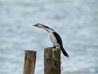 Pied Shag _2076286.jpg