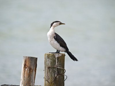 Pied Shag _2076296.jpg