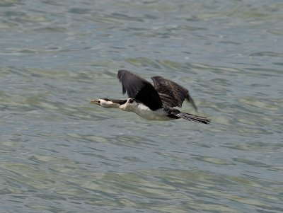 Pied Shag _2076298.jpg