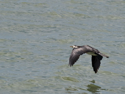 Pied Shag _2076299.jpg