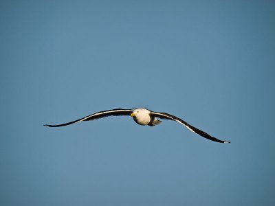 Black-backed Gull _2076041.jpg