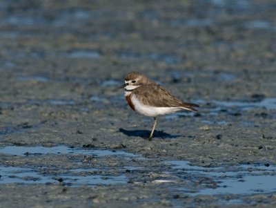 Banded Dotterel _2076108.jpg