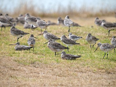 Bar-tailed Godwits _2076273.jpg