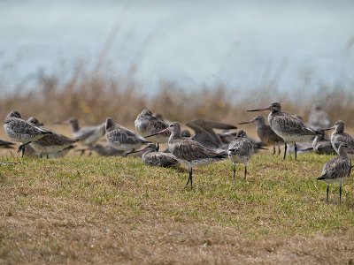 Bar-tailed Godwits _2076275.jpg