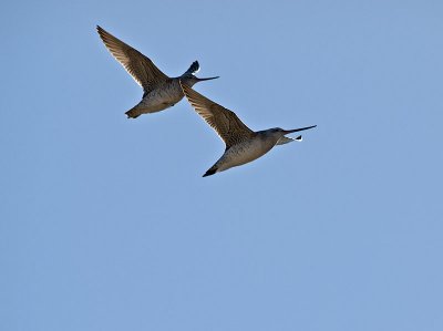 Bar-tailed Godwits at dawn _2076246.jpg