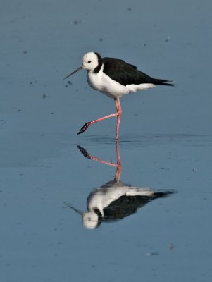 Pied Stilt _2076149.jpg