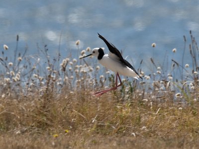 Pied Stilt landing _2076265.jpg