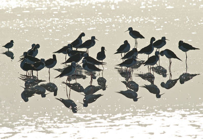 Pied Stilts _2076054.jpg