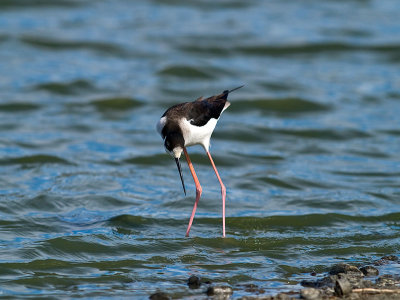 Black-necked Stilt _3027241.jpg