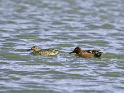 Cinnamon Teal _3027227.jpg