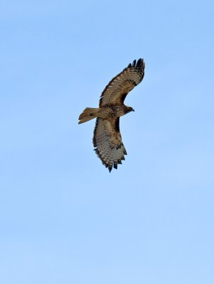 Female Harrier _3027300.jpg