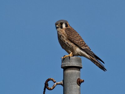 female Kestrel _2136611.jpg