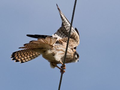 Female Kestrel _2267031.jpg