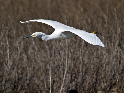 Great Egret _2156709.jpg