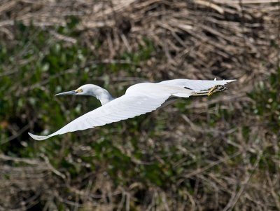 Great Egret _2156712.jpg
