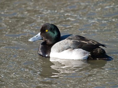 Greater Scaup _2146692.jpg