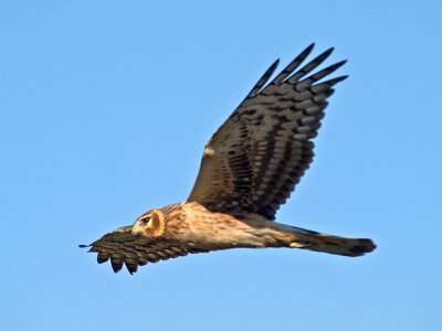 Harrier _2126576.jpg