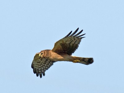 Harrier _3047317_2.jpg