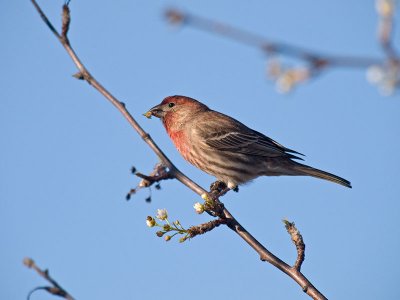 House Finch _2146675.jpg