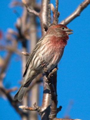 House Finch _2146687.jpg