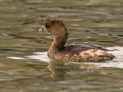 Pied-billed Grebe _2236907.jpg