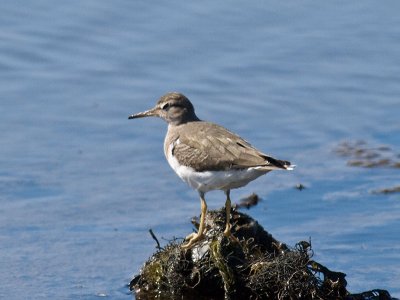 Surfbird _2297171.jpg