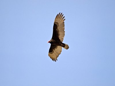Turkey Vulture _2166762.jpg
