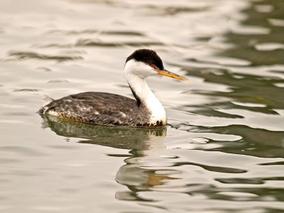 Western Grebe _2236928.jpg
