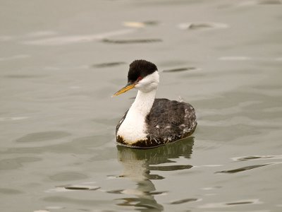 Western Grebe _2236936.jpg