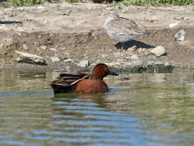 Cinnamon Teal _3027267.jpg