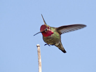 Male Annas landing _5100919.jpg
