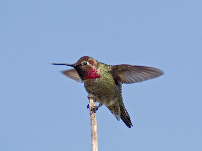 Male Annas _5100920.jpg