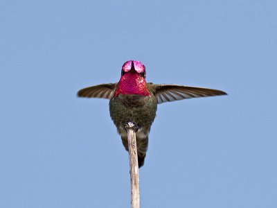 Male Annas _5100922.jpg