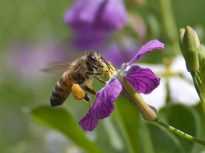 Honey Bee _5100954.jpg