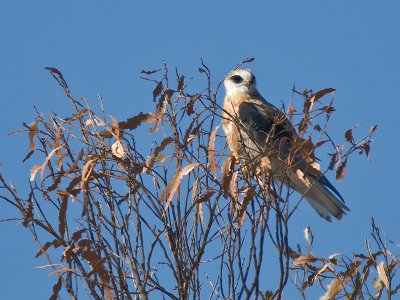 Juvenile White-tail _6053794.jpg