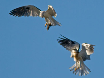 Juvenile White-tail w breakfast from Dad _6063950.jpg