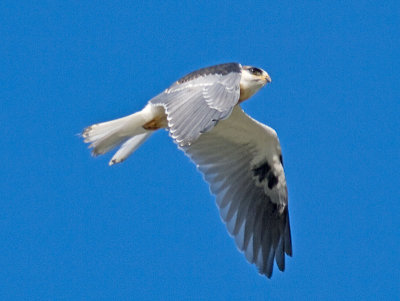 Juvenile White-tailed Kite _5271996-2.jpg