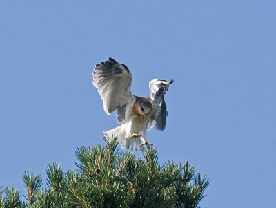 Juvenile White-tailed Kite _5271999.jpg