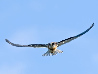 Juvenile White-tailed Kite _5292068.jpg